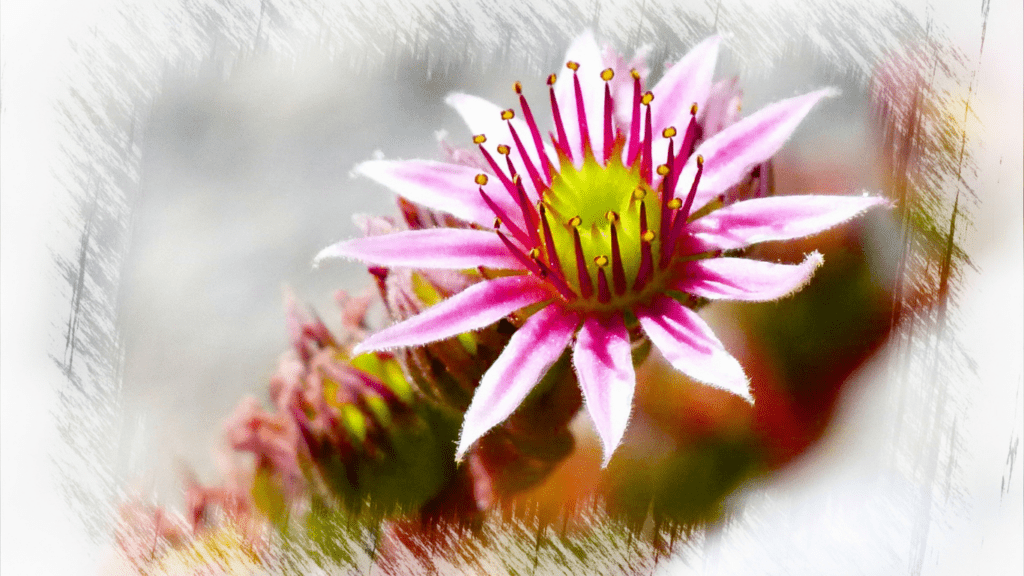 a close up of a pink flower on a plant