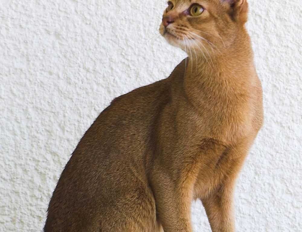 arcachdir exhibition paintings by arcyart