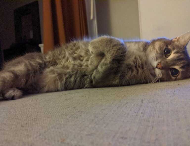 arcahexchibto art directory by arcyart