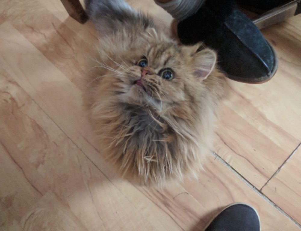 can i stream greensurvive2004 game on pc