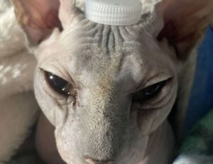 drug effects of tamophage disease