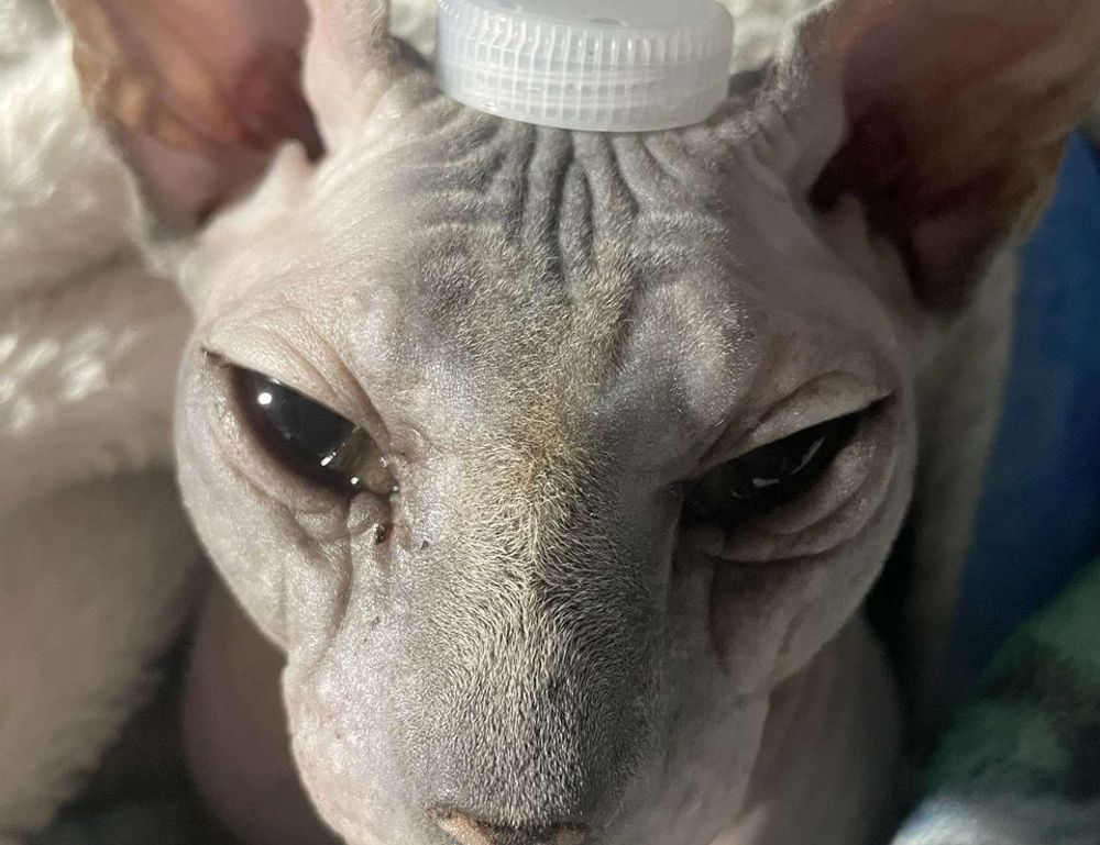 drug effects of tamophage disease