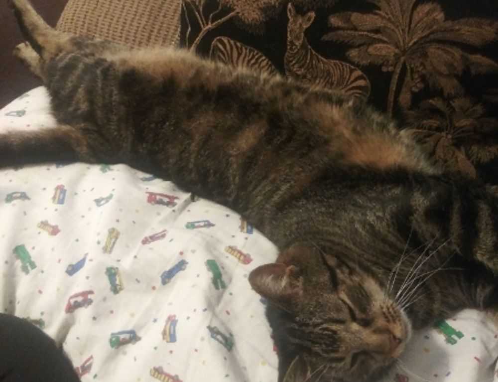 exhibitions art paintings arcagallerdate