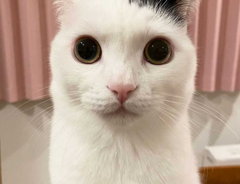 exhibitions oil paintings arcagallerdate