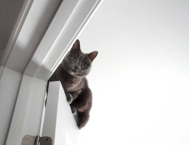 fresh art updates arcyhist