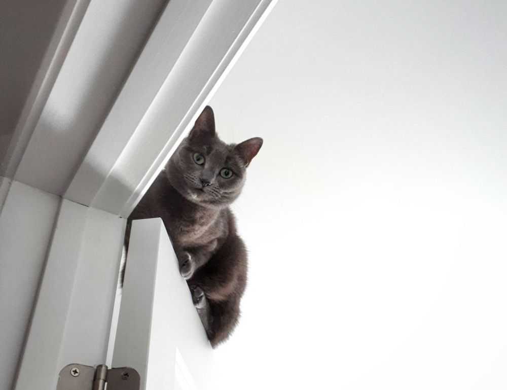 fresh art updates arcyhist