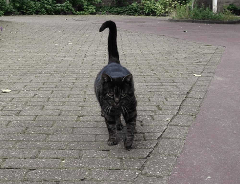 galleries oil paintings arcachdir