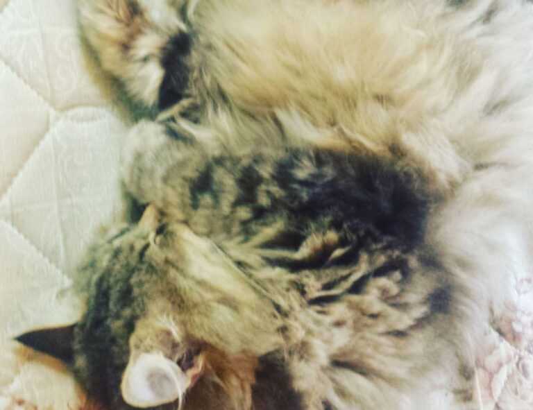 mark listings flpcrestation