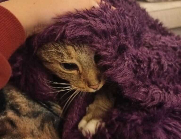 newest oil painting directories arcyhist