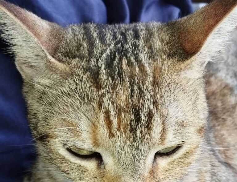 newest painting directory arcyhist