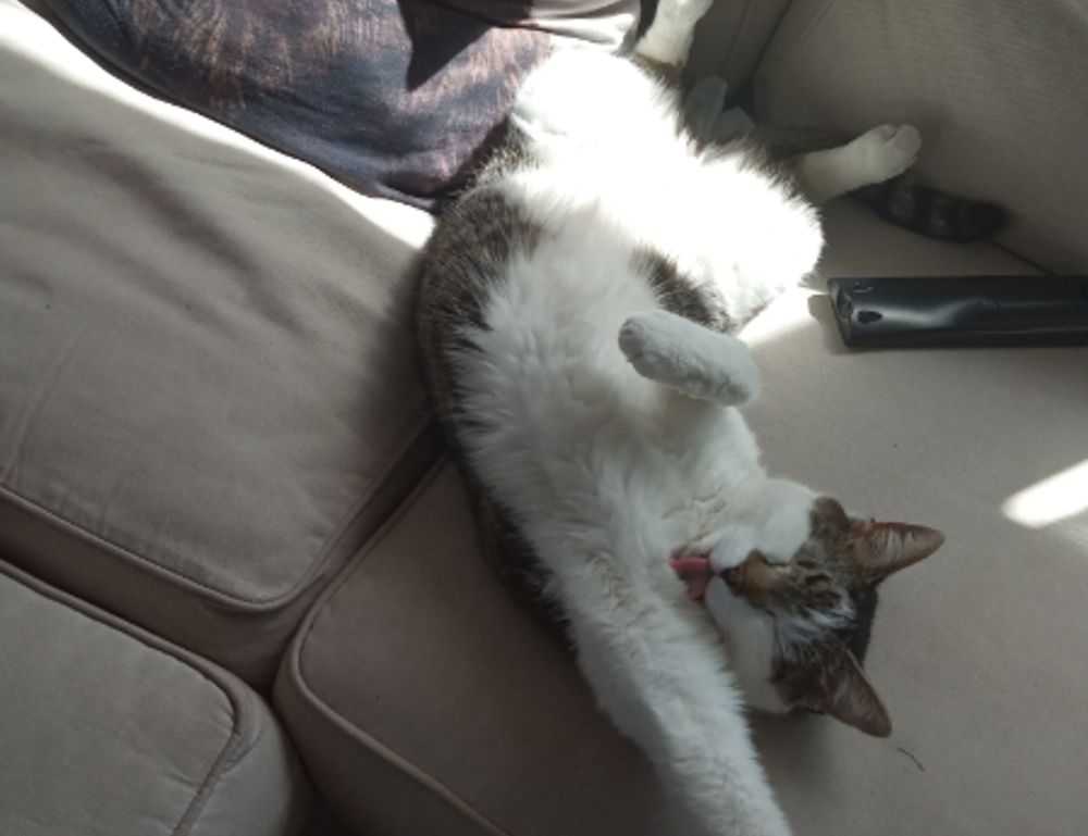 where can i find free logos flpemblemable