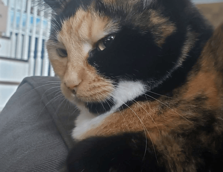 why do paintings sell for so much arcachdir