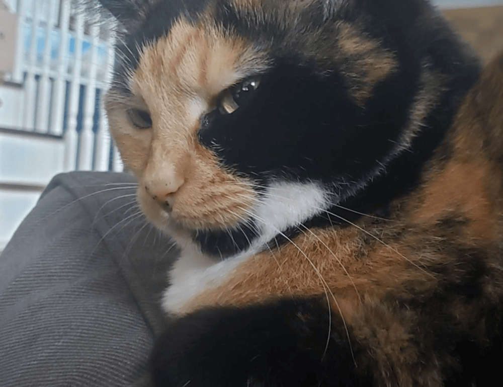 why do paintings sell for so much arcachdir