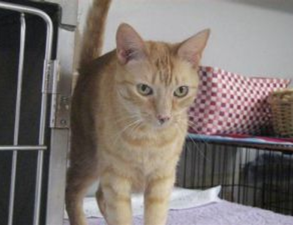 why homiezava hotel so expensive