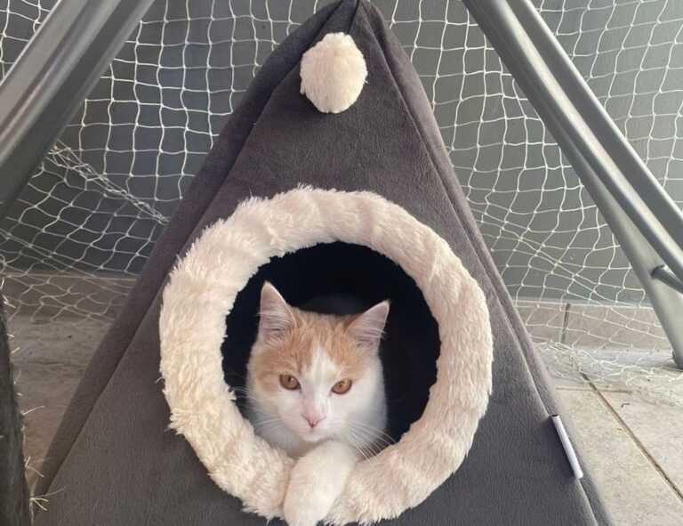 adriana lima top falls down