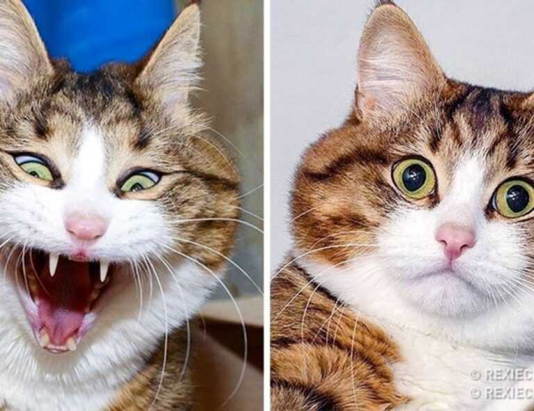 brentan crema in english