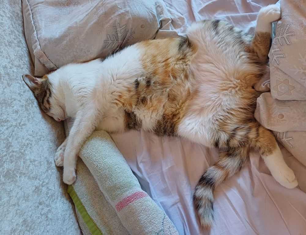 libra hari ini gemintang