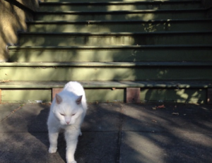 onenightfriend delete account