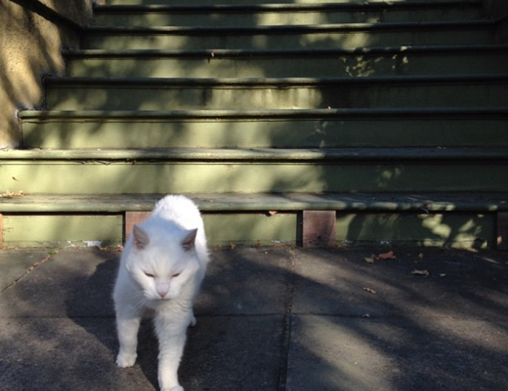 onenightfriend delete account