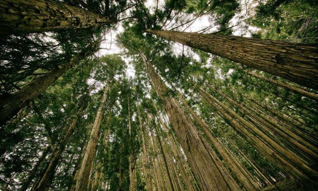 tamilyogi movie download isaimini