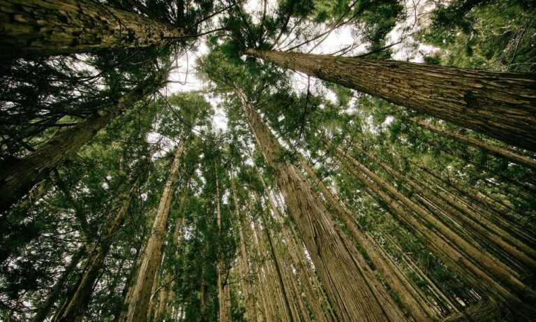 tamilyogi movie download isaimini