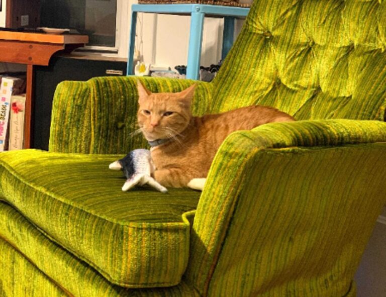 the rising of the shield hero anime kage