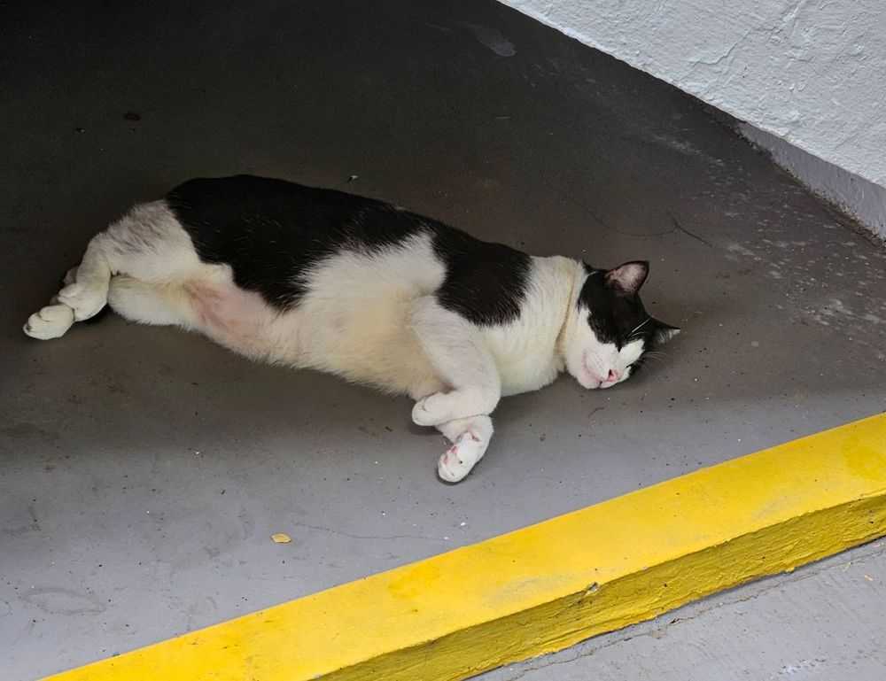 vintage feliz cumpleaños fashion mujer