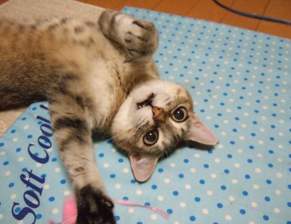 wallpaper al quran cantik