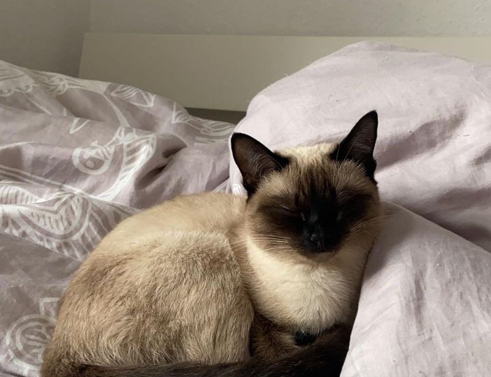 ya abaz zahro lirik arab